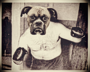 Boxer Boxer